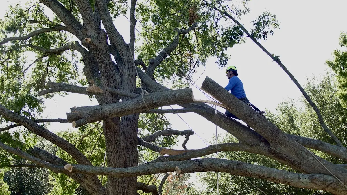 Professional Crown Thinning performed by certified arborists in Berrien Center