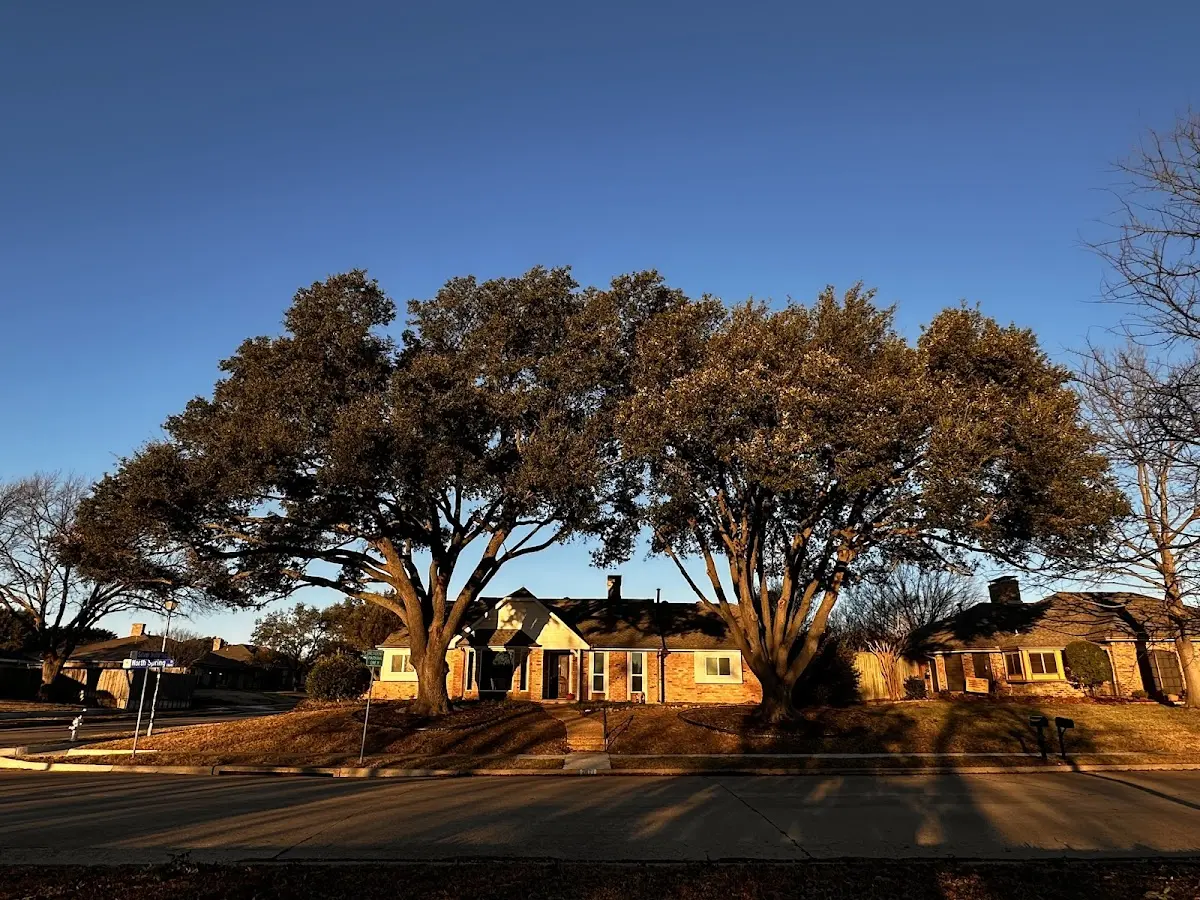 Established residential canopy tree shading a home in Berrien Center